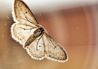 automated-monitoring-of-moths
